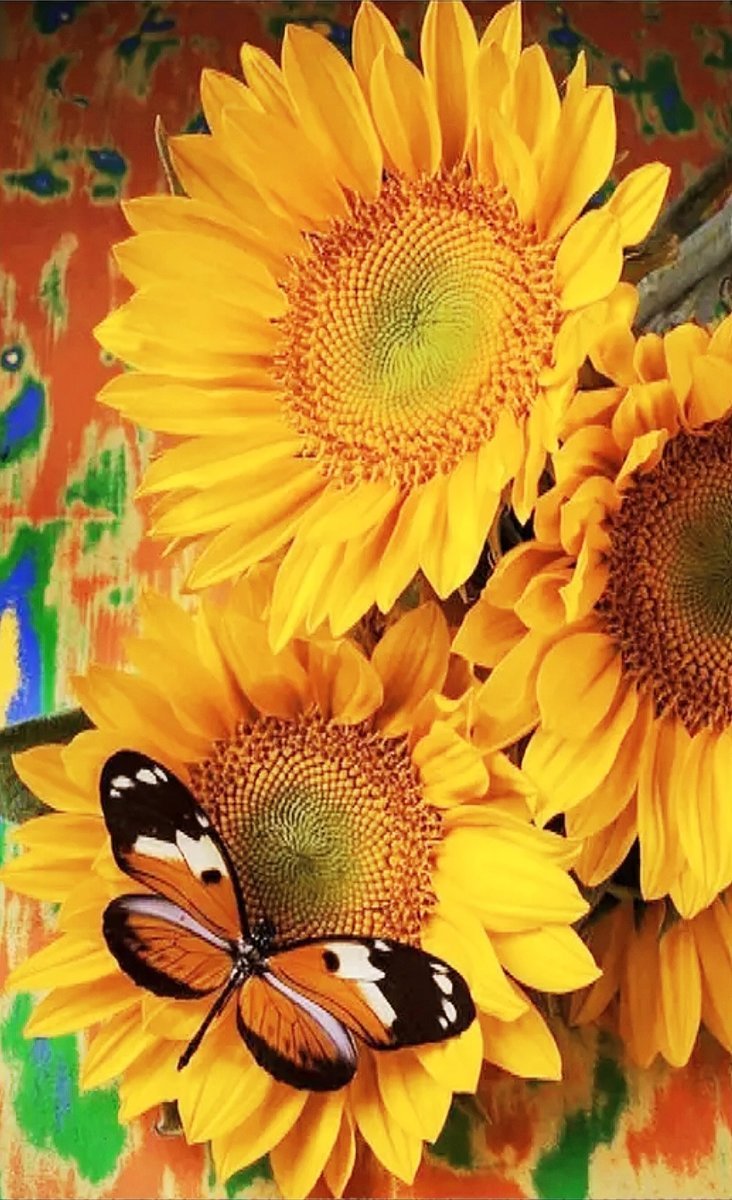 Красивые Подсолнухи