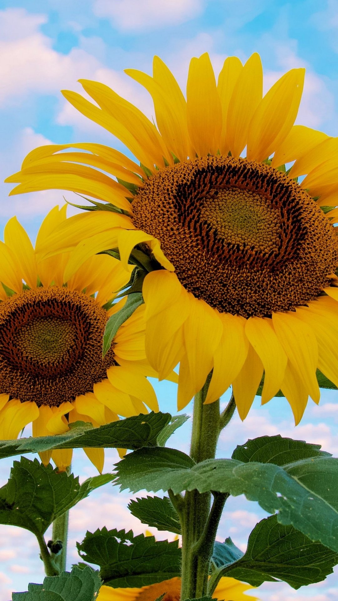 Яркие Подсолнухи