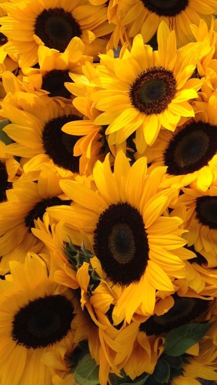 Яркие Подсолнухи