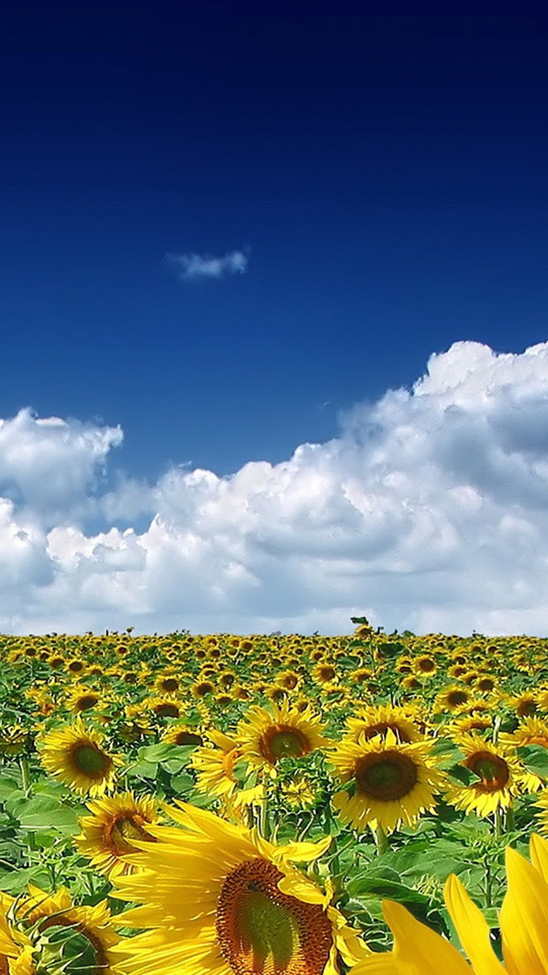 Подсолнухи вертикально