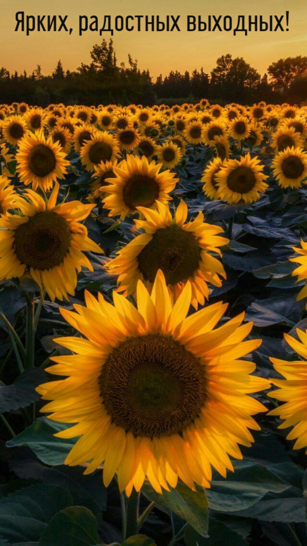 Очень красивые Подсолнухи