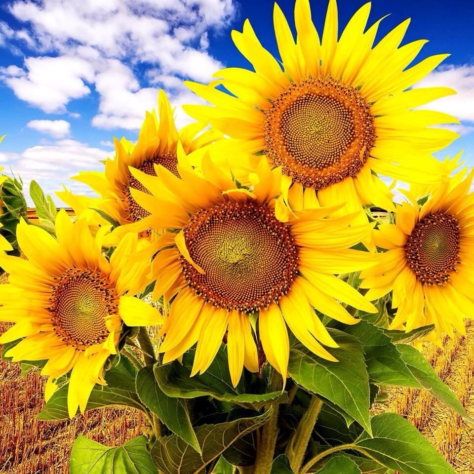 Красивые Подсолнухи
