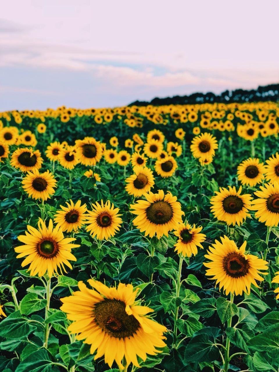 Подсолнухи на айфон