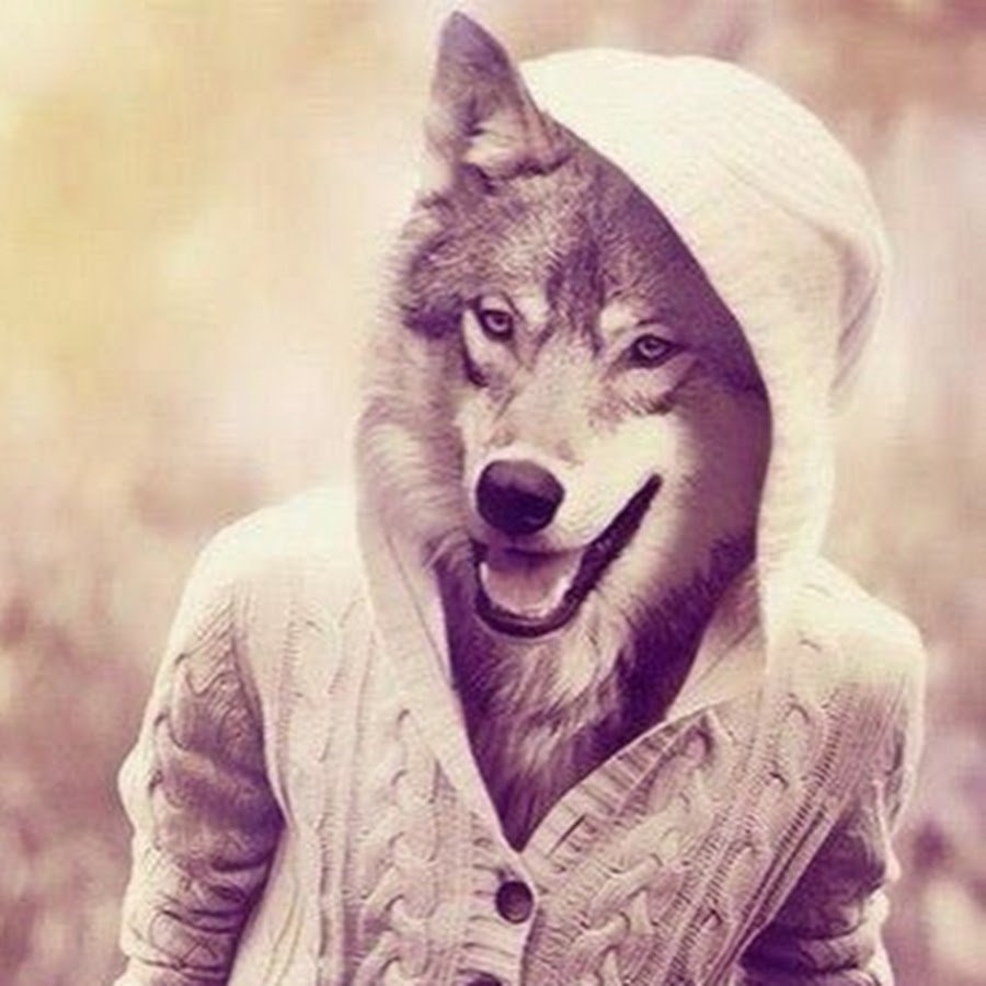 Волки крутые