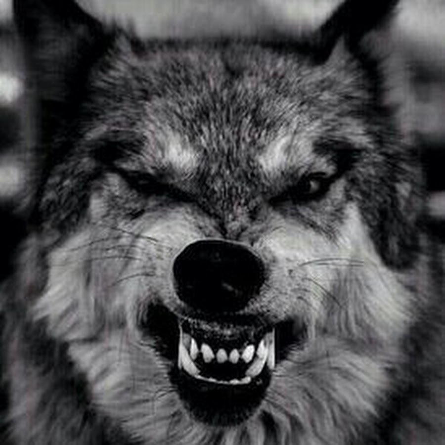Морда злого волка
