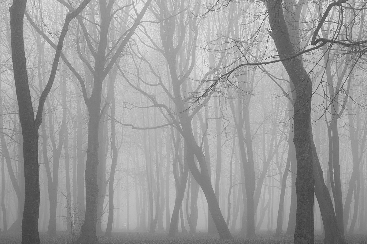 Лес в тумане