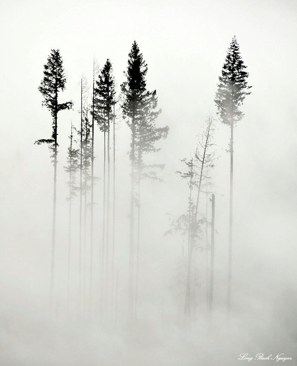 Деревья черно белый в тумане