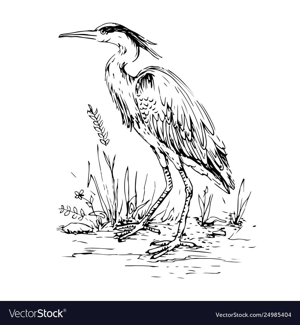 Цапля черно белая