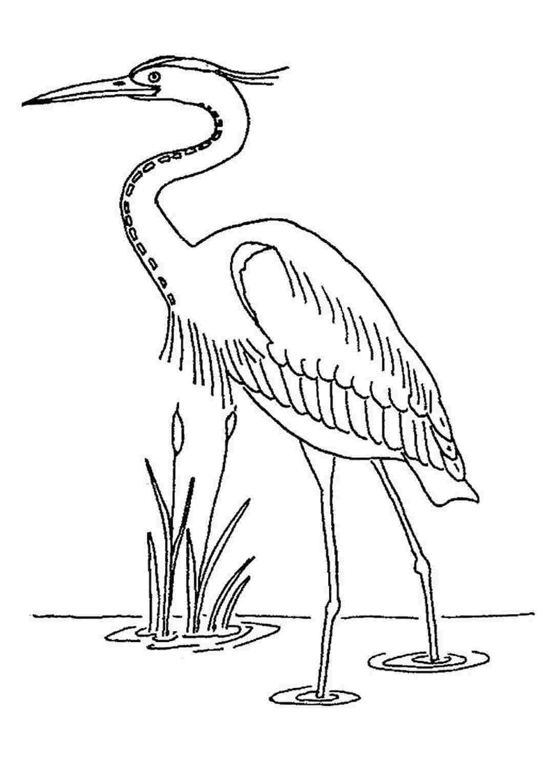 Цапля раскраска