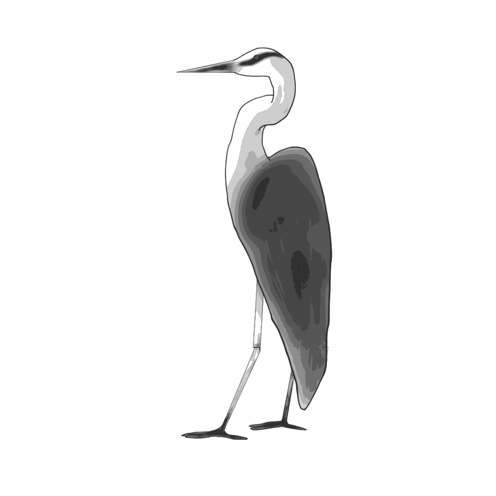 Серая цапля рисунок