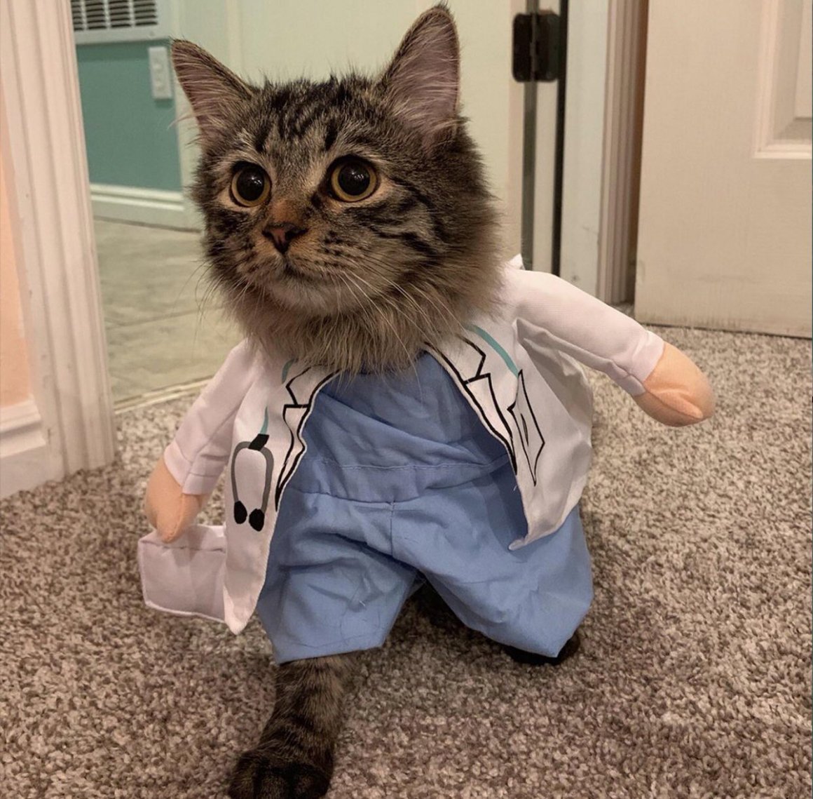 Котики в медицинских костюмах