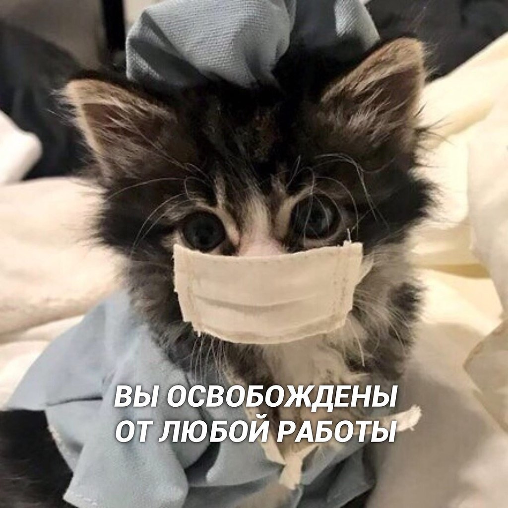 Доктор котик Паша