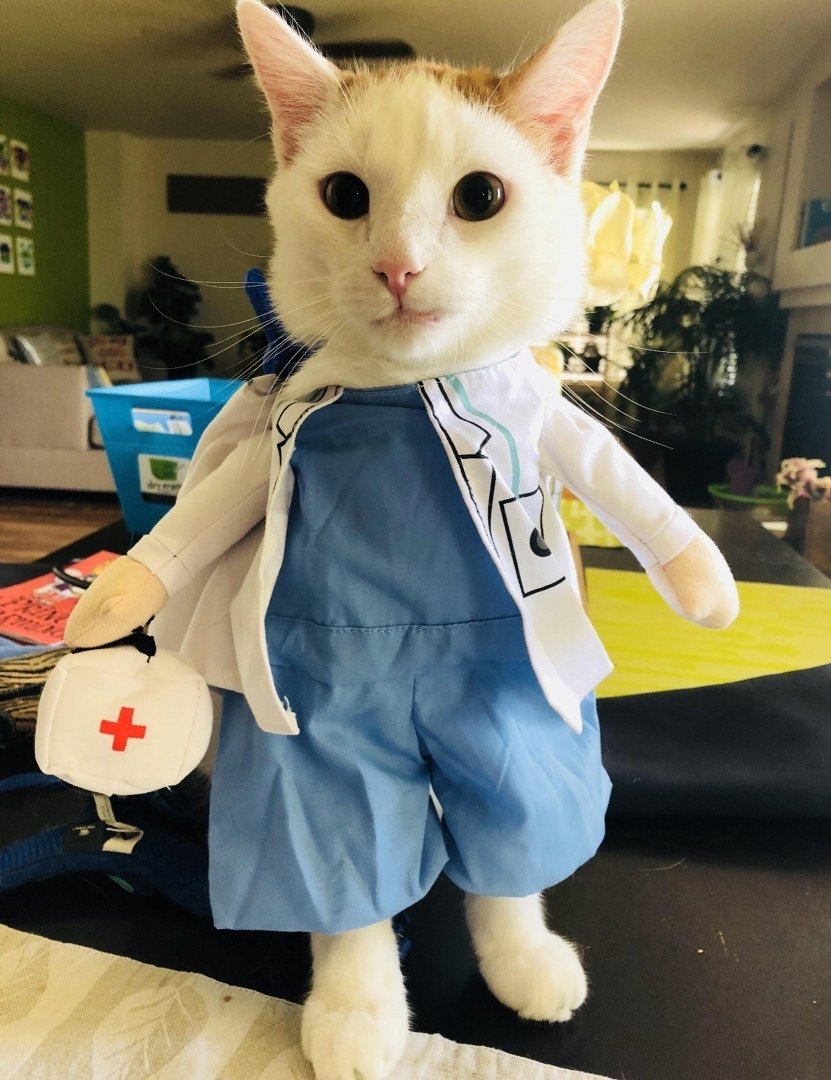 Кот в медицинской маске