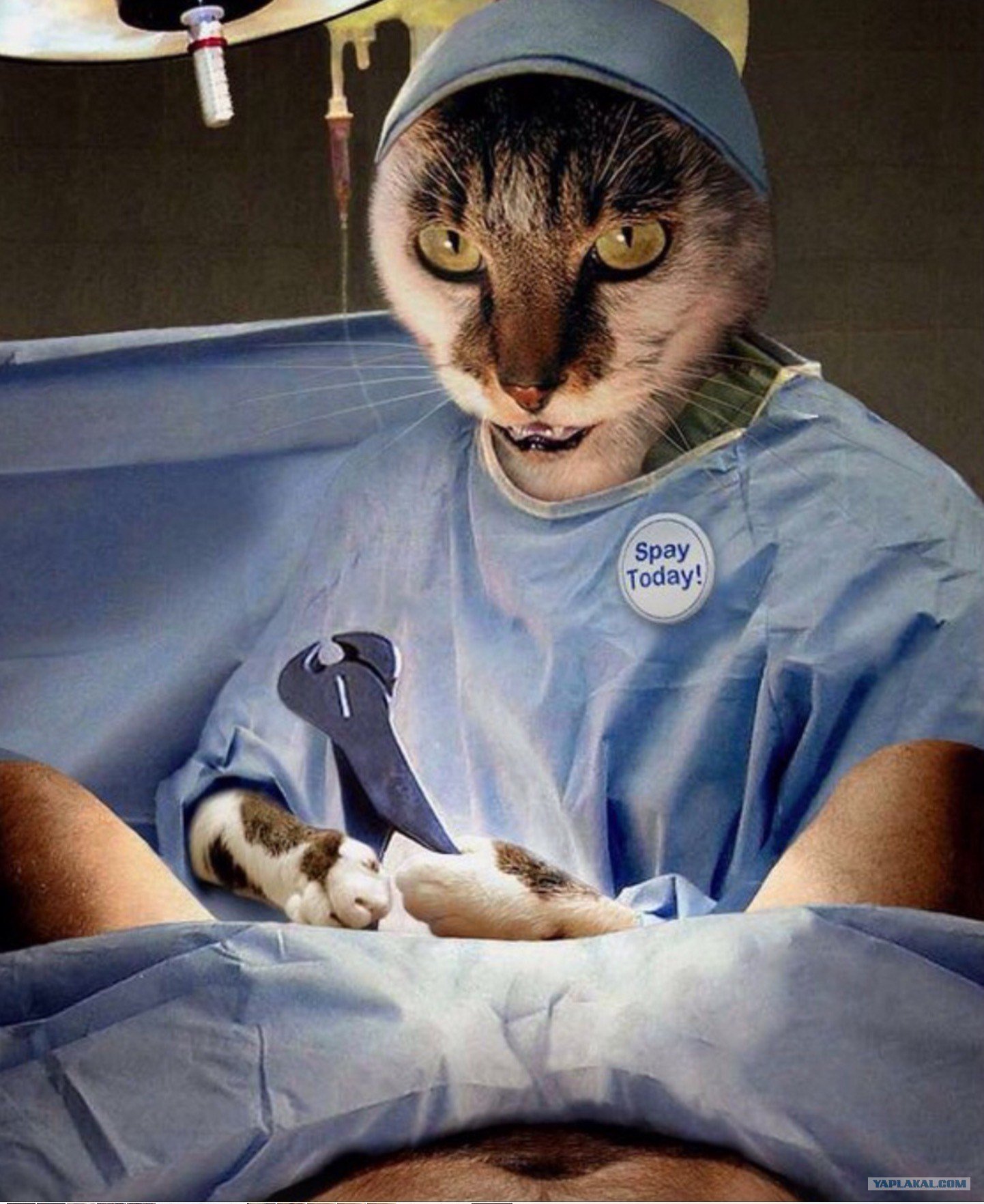 Стерильное животное. Кострироватьтчеловека. Кошка медик. Котик хирург.