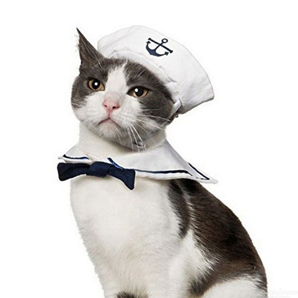 Кот в костюме доктора