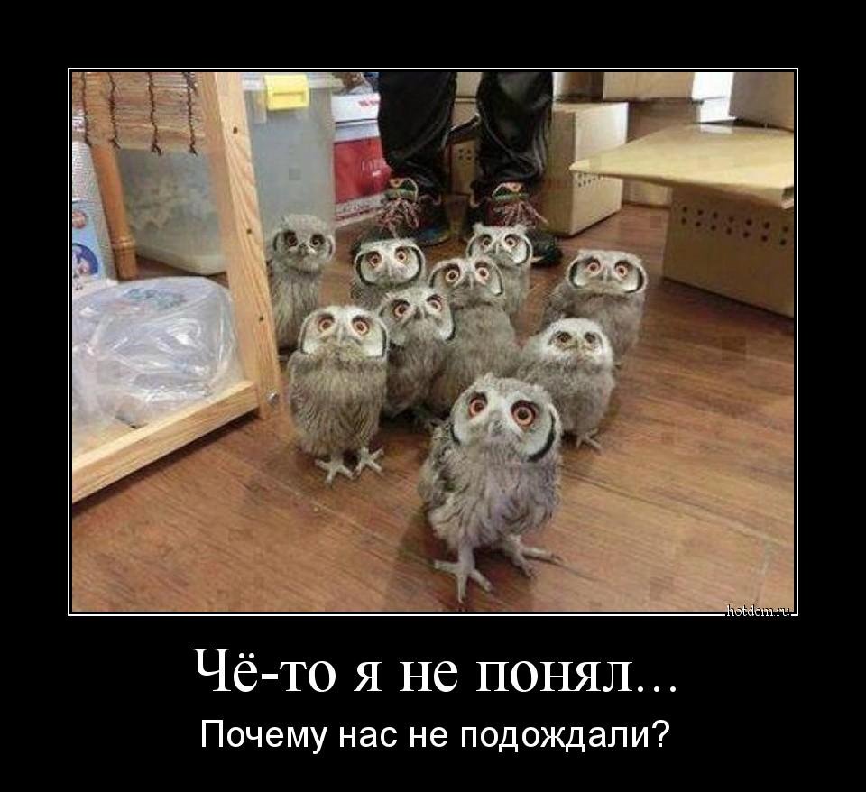 Первокурсники Совы