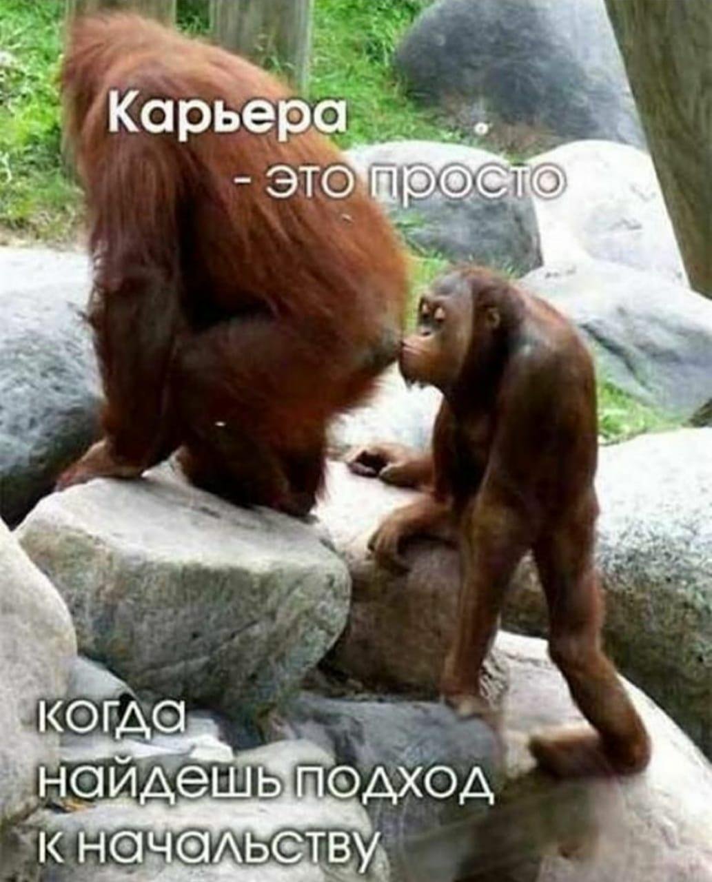 Приколы про начальство