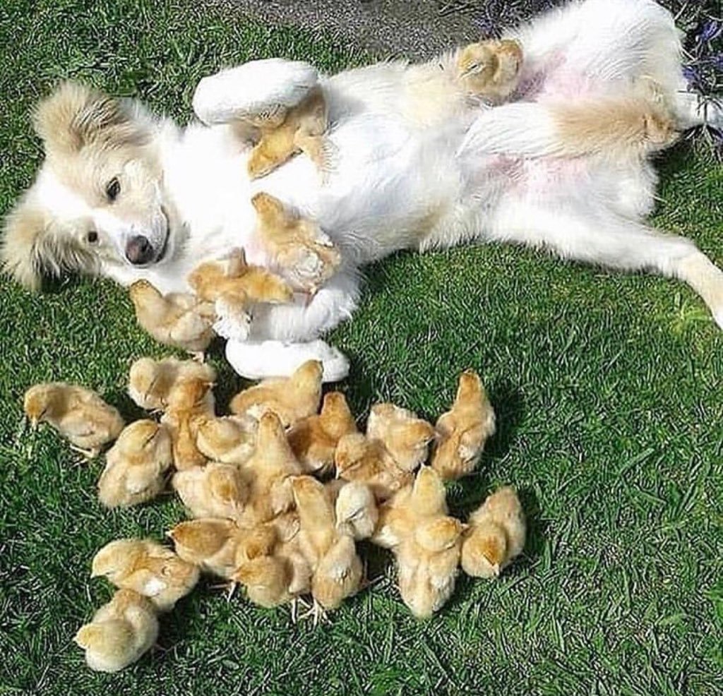 Цыпленок прикол