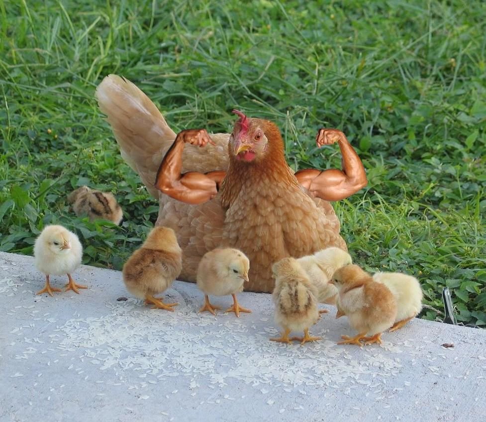 Милый утенок