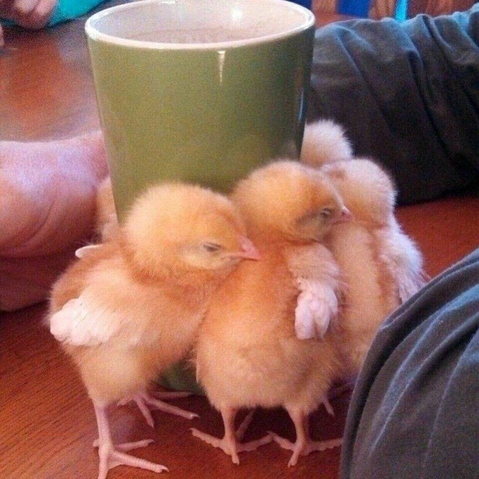 Цыпленок Мем