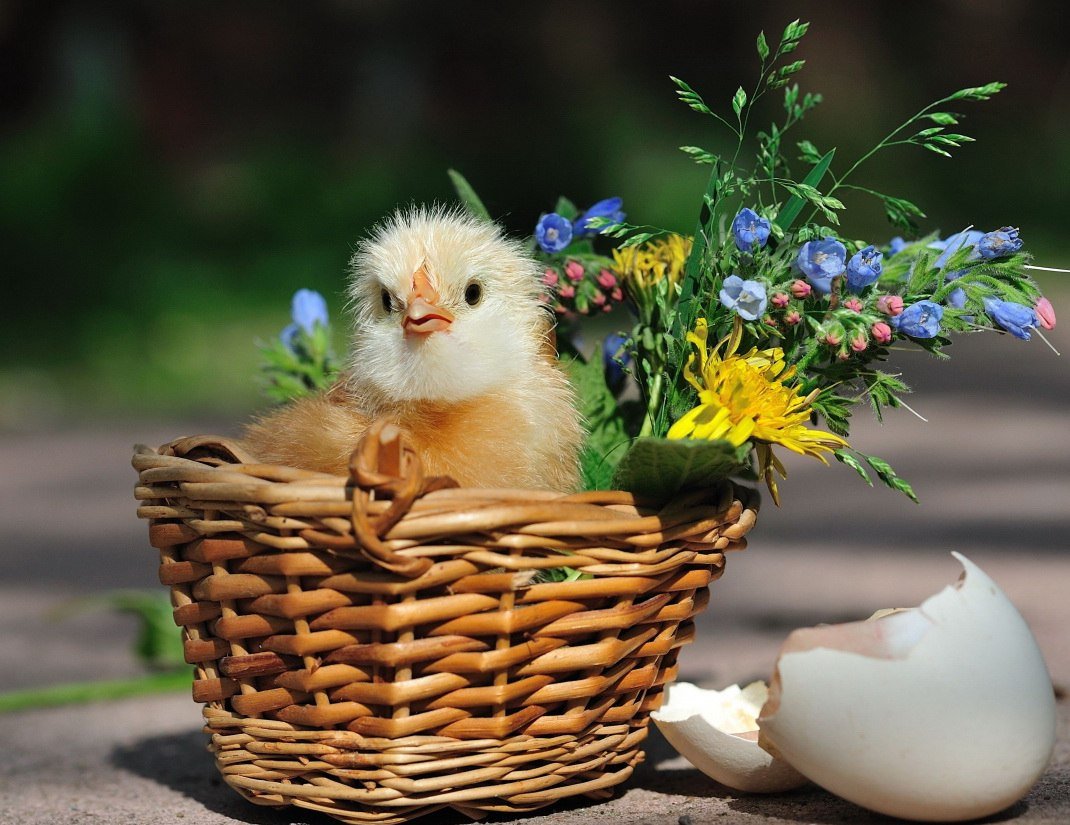 Милый утенок