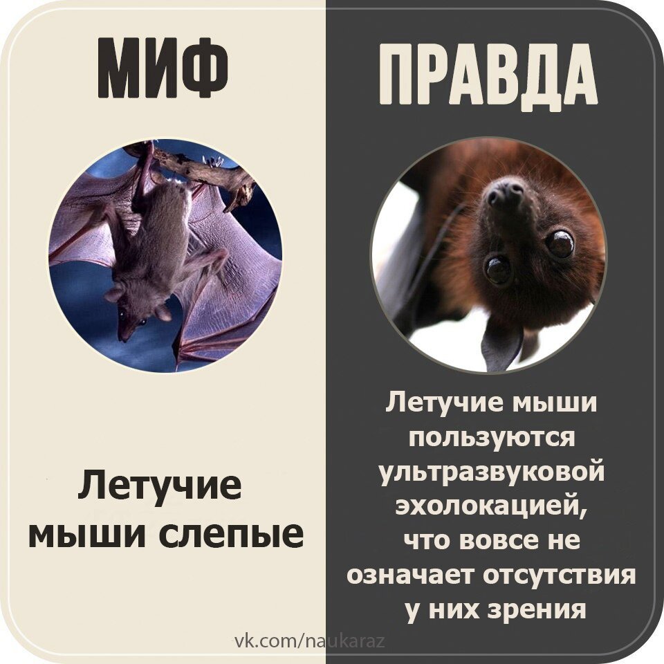 Правда или миф интересные факты