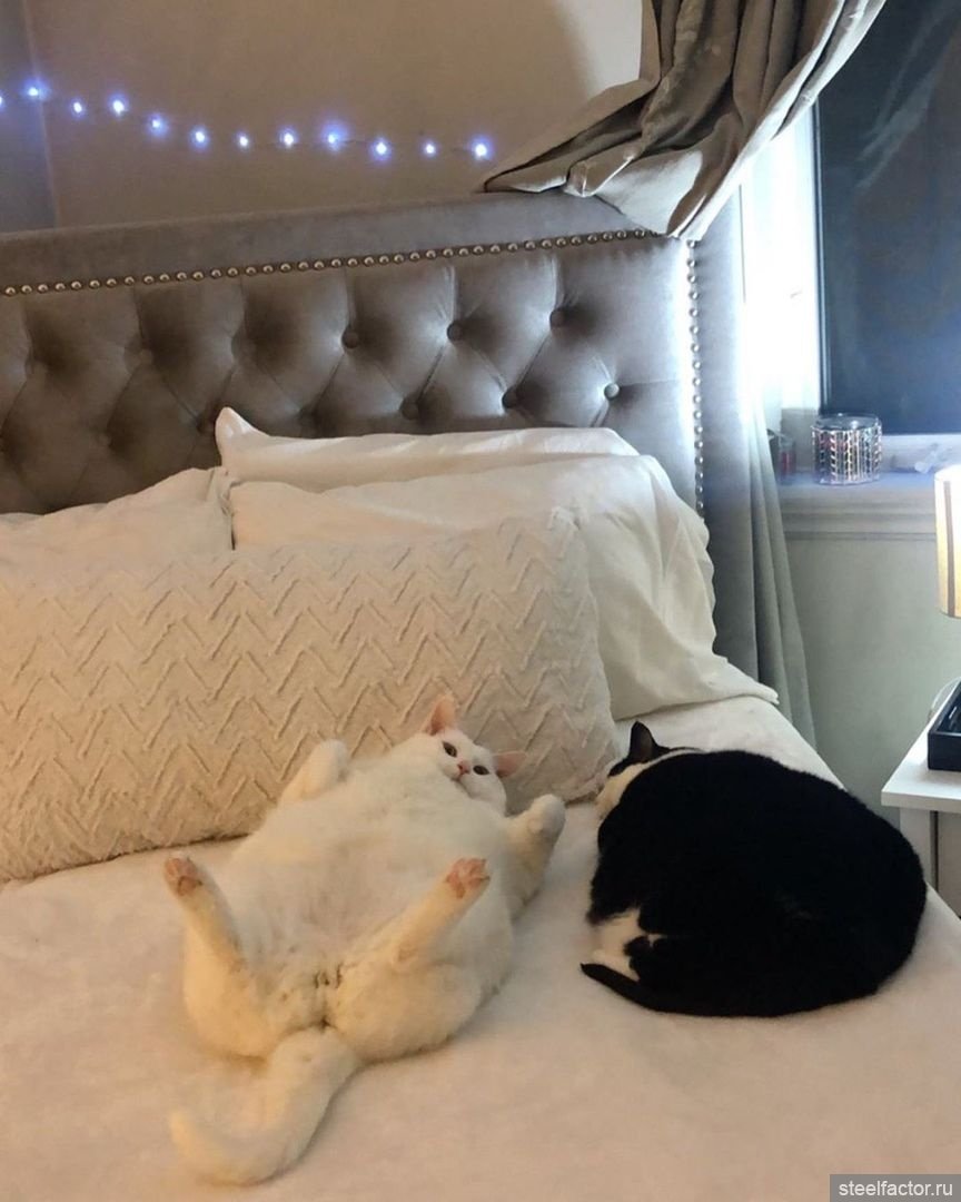 Весёлые стишки для поднятия настроения