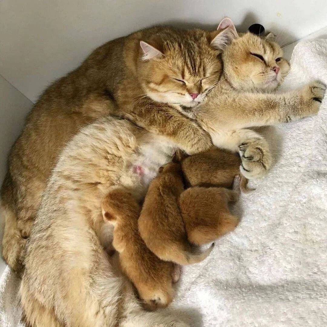 Семья котов