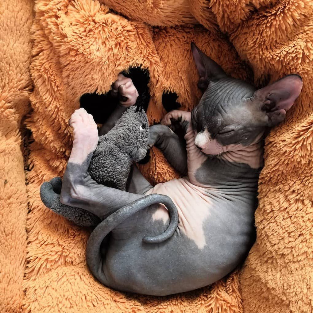 Милые лысые коты