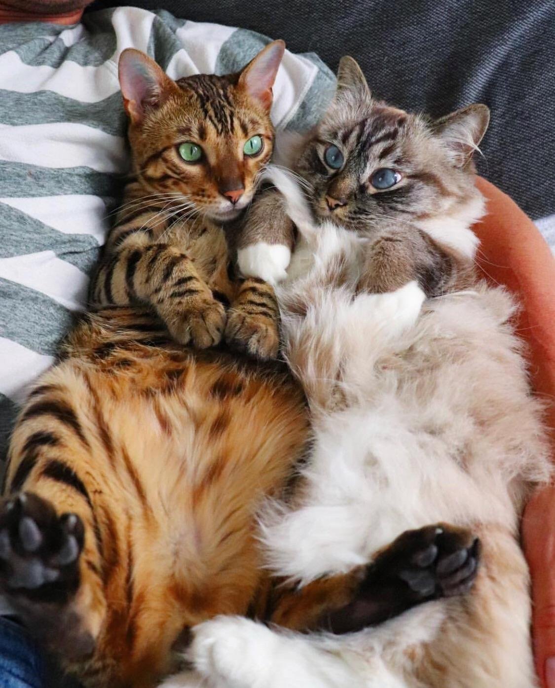 Кошачья семейка