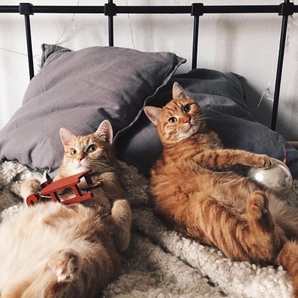 Два кота лежат