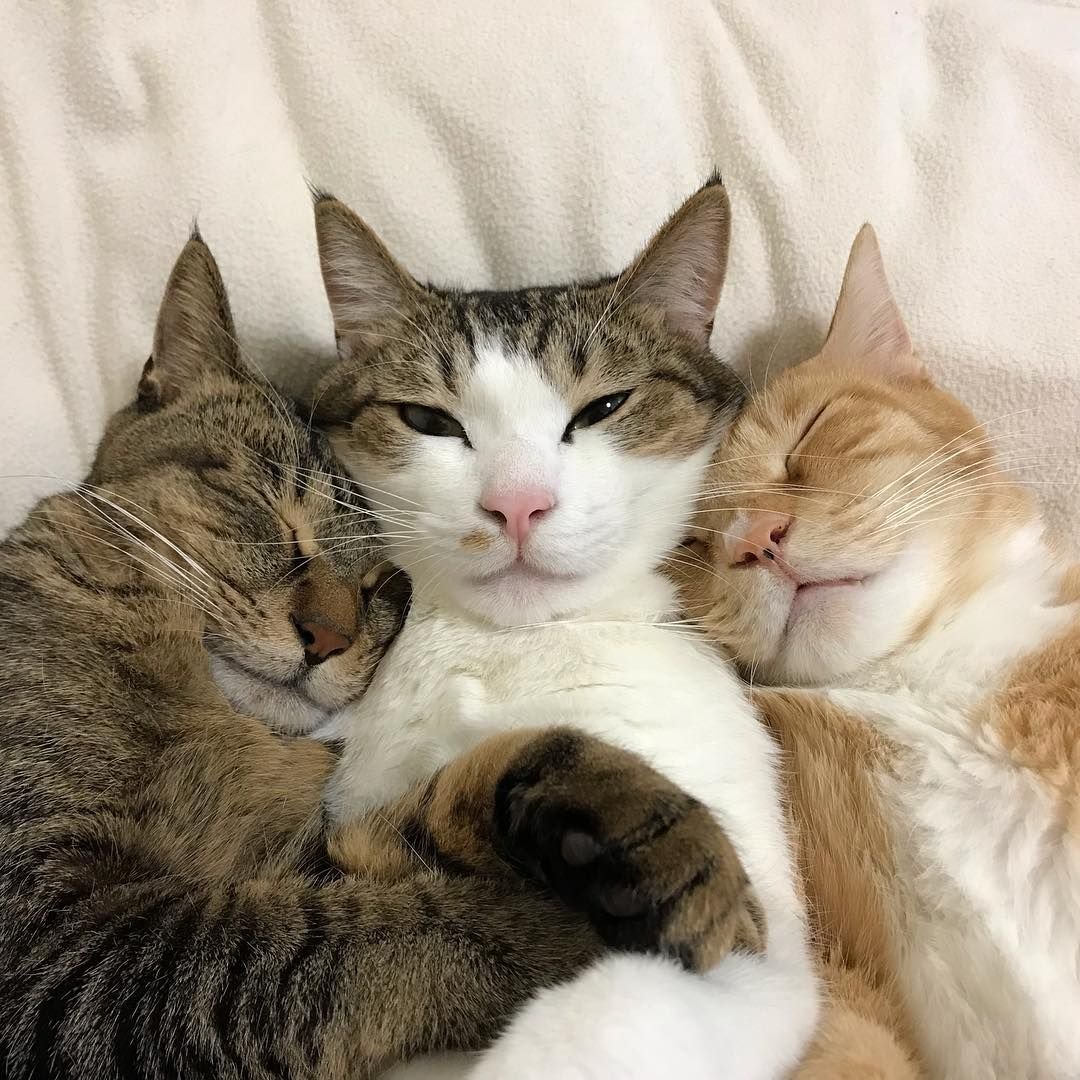 Семья котов фото красивые