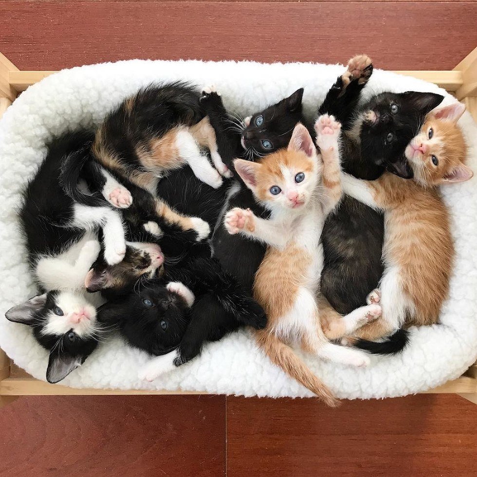 Куча котят
