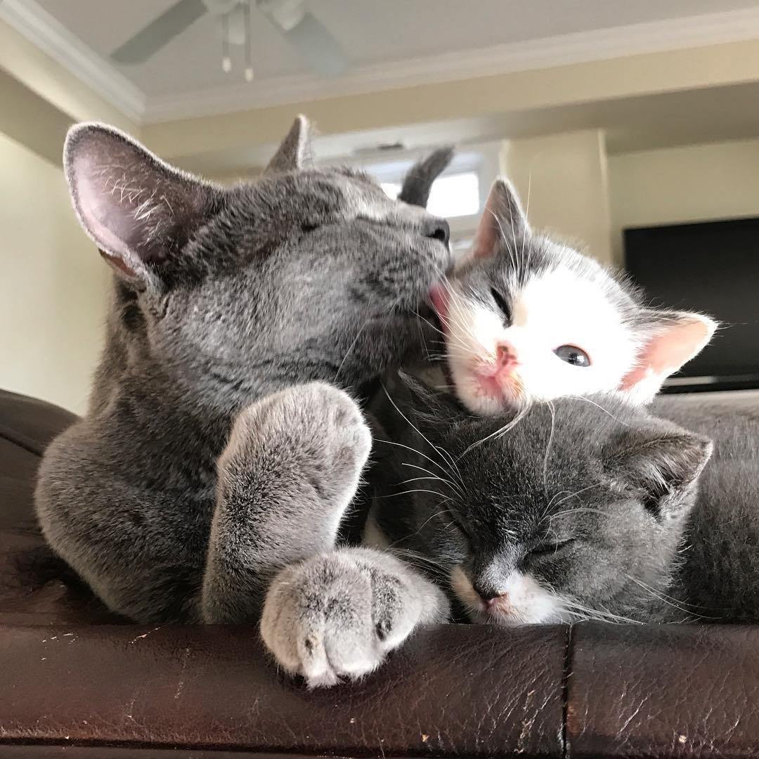 Кошка и котенок для детей