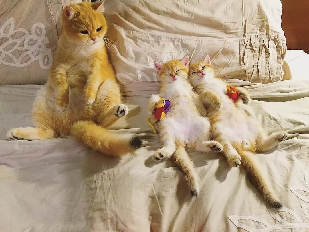 Иллюстрации котиков семейные