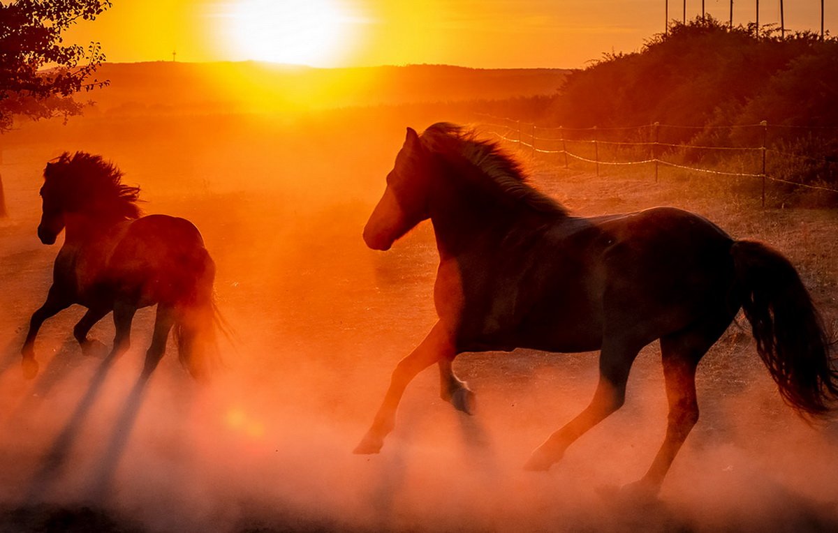 Человек на лошади