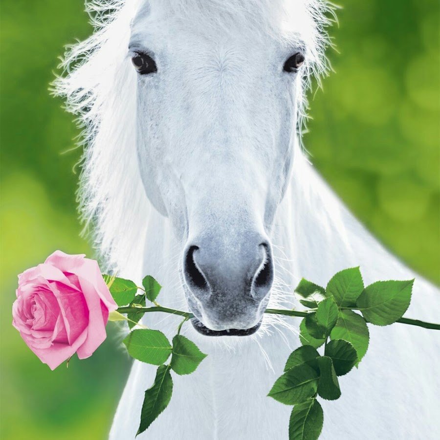 Милая лошадка