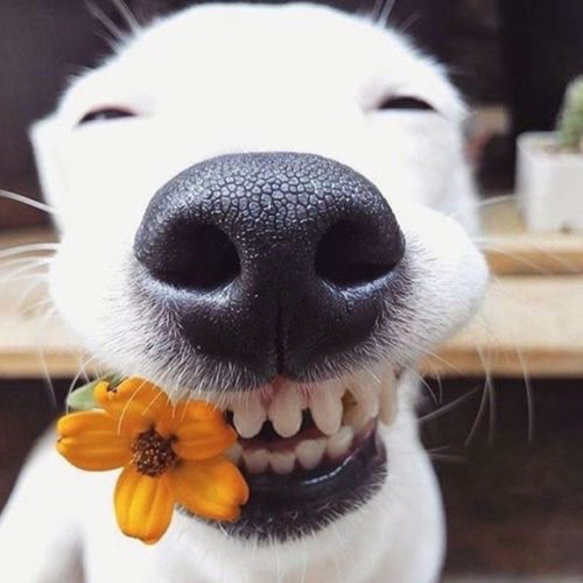 Радостная собака