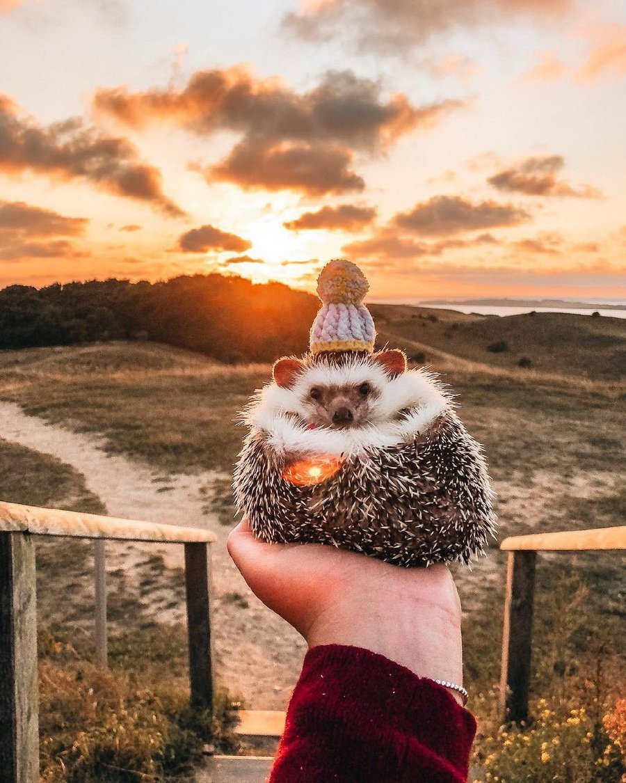 Позитивный Ежик