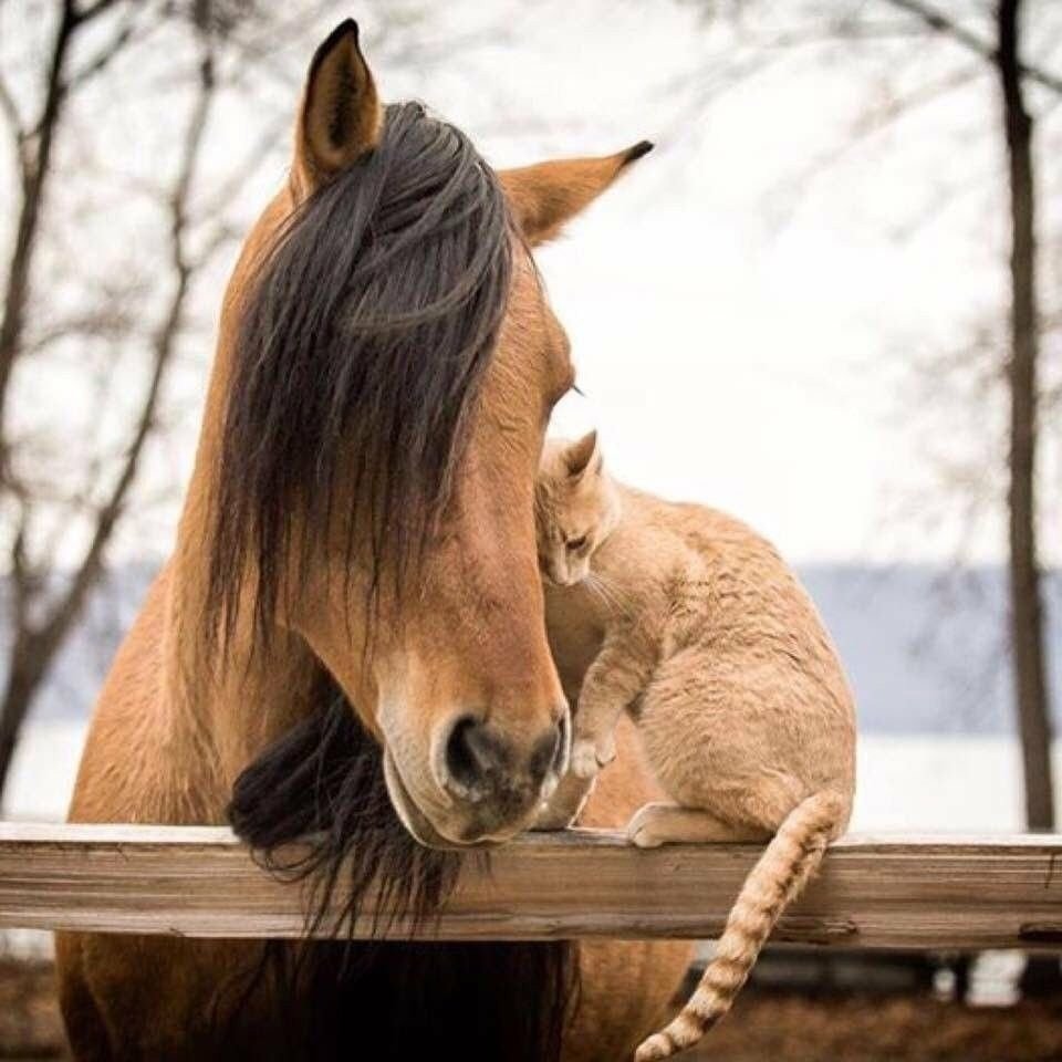 Девушка скачет на лошади