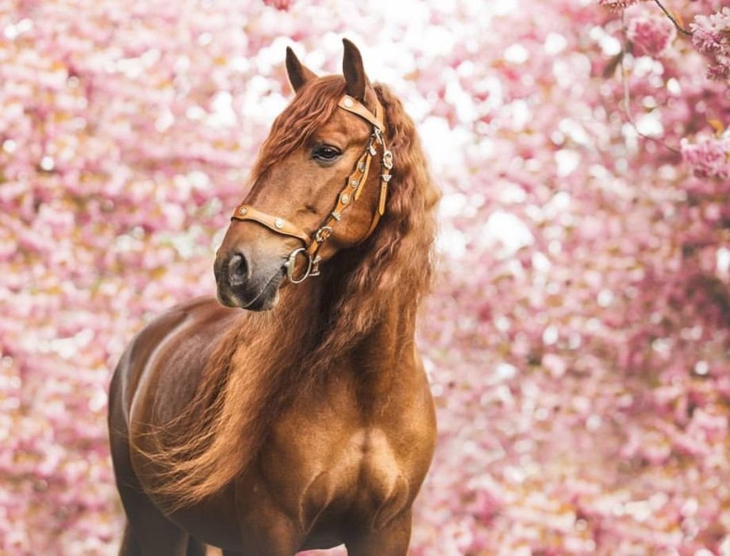 Лошадь с цветами в волосах