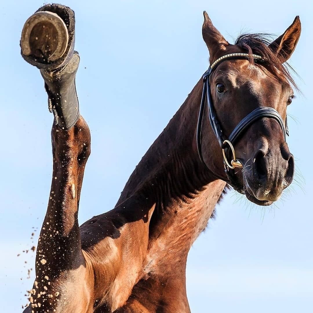 Туманное утро с лошадьми
