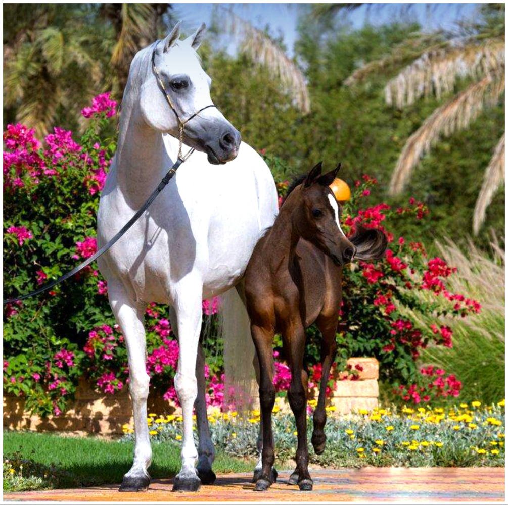 Открытка с праздником лошадника