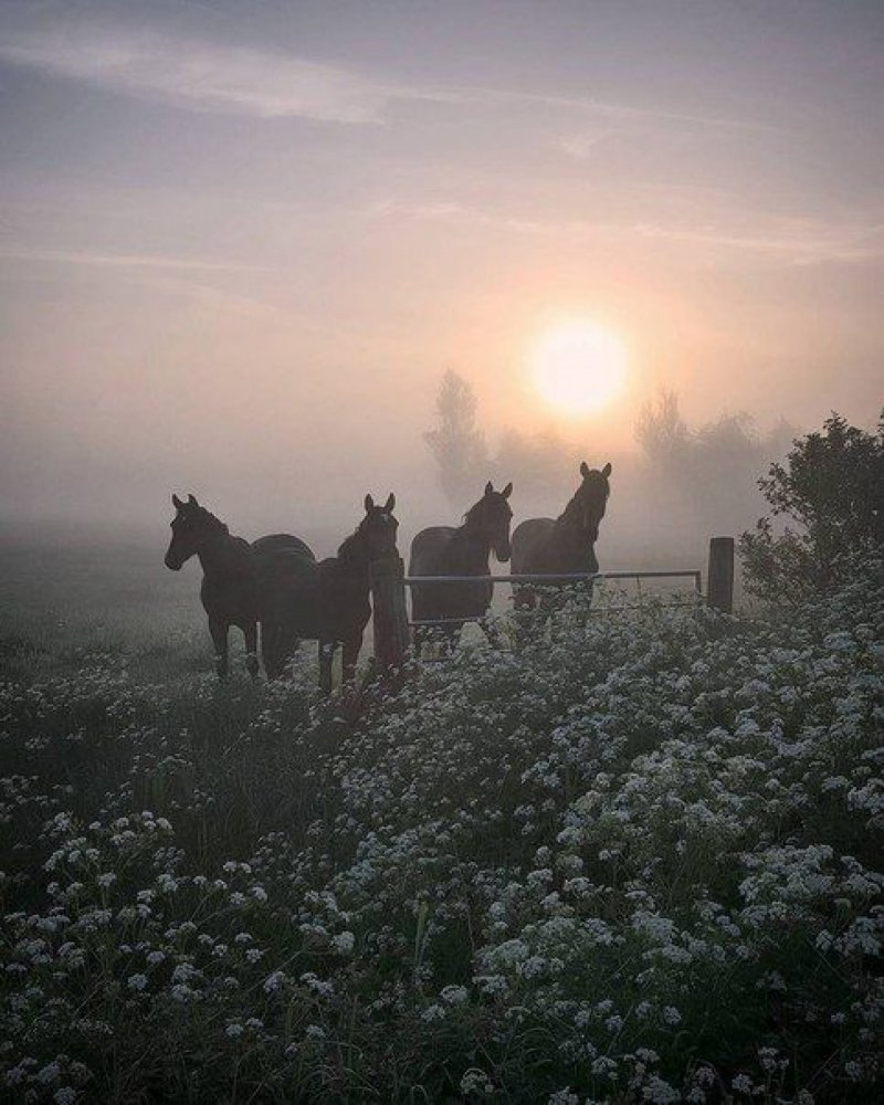 Милые лошади