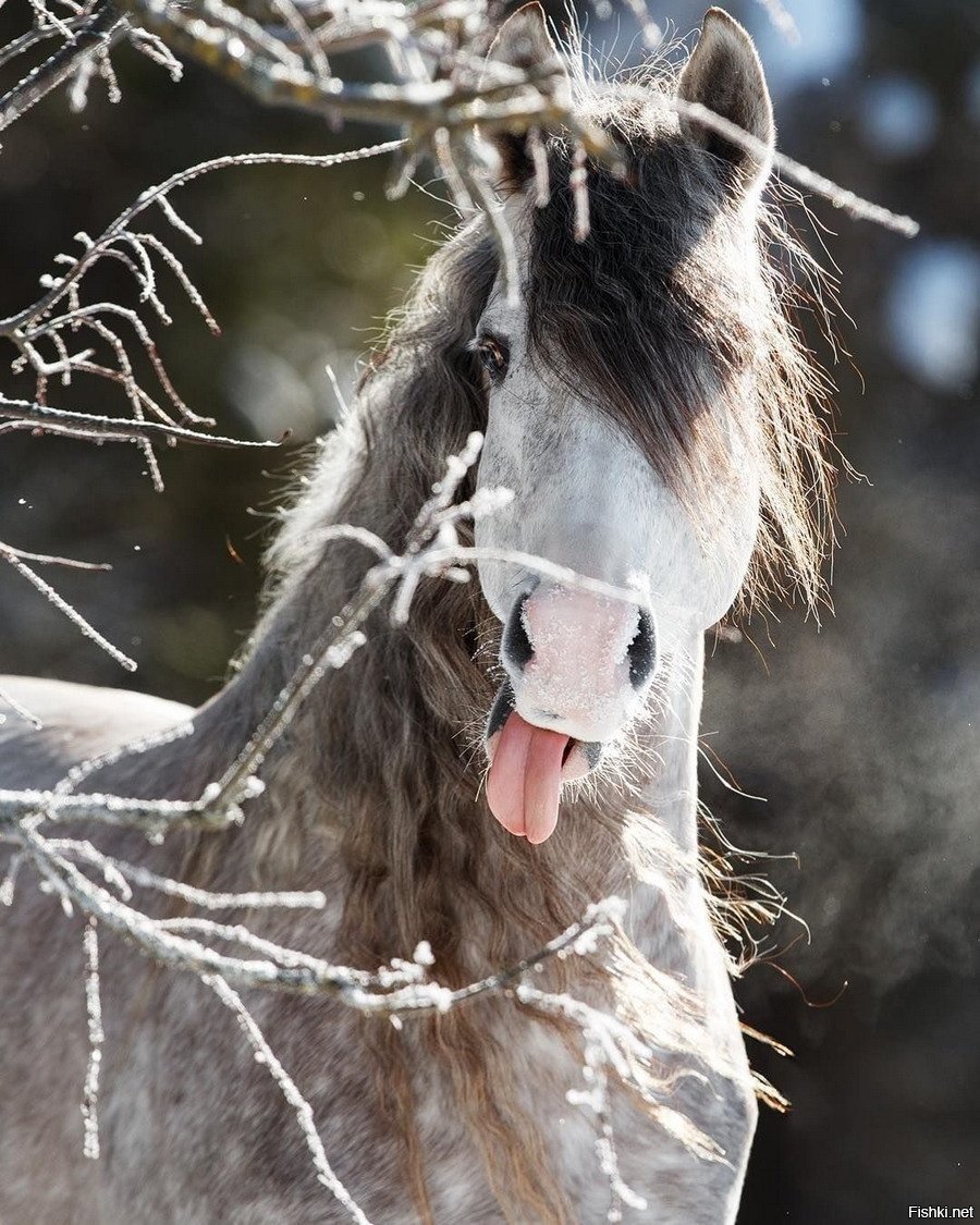 Лошадь на скаку