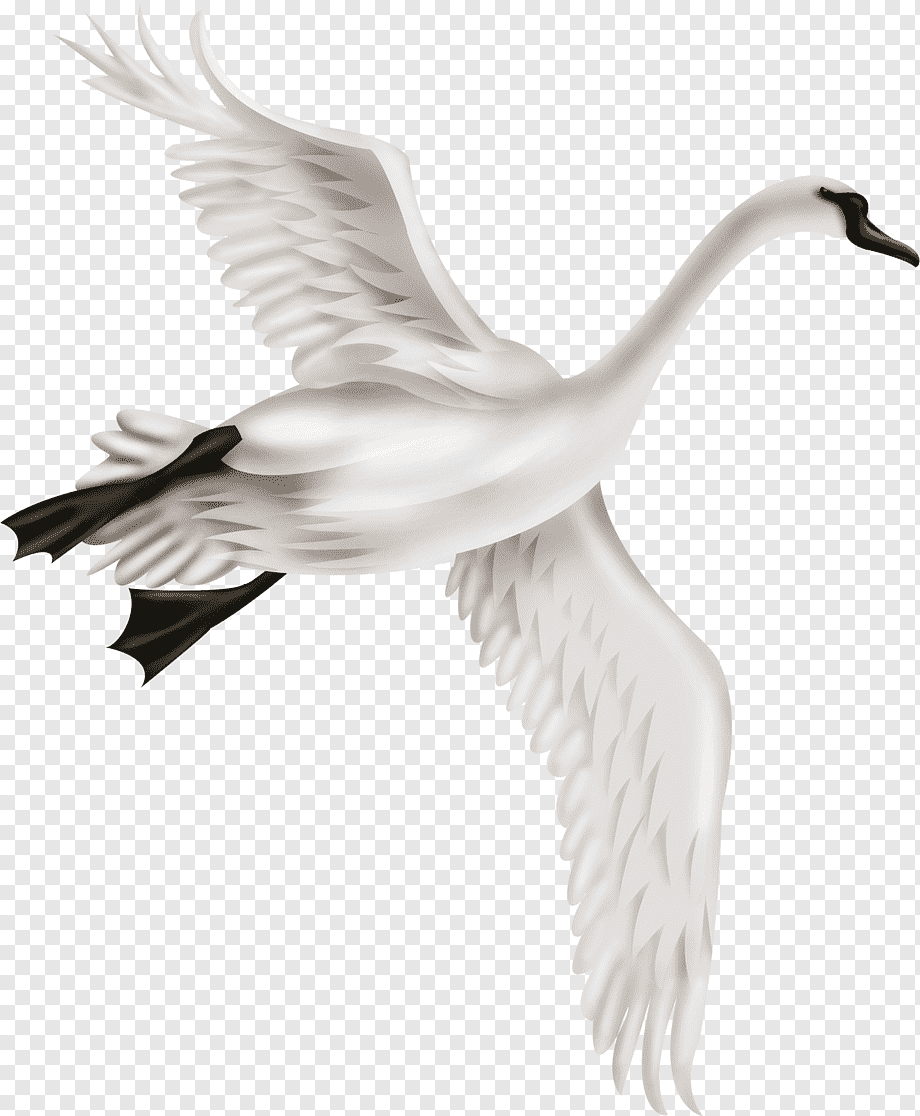 Лебедь на прозрачном фоне
