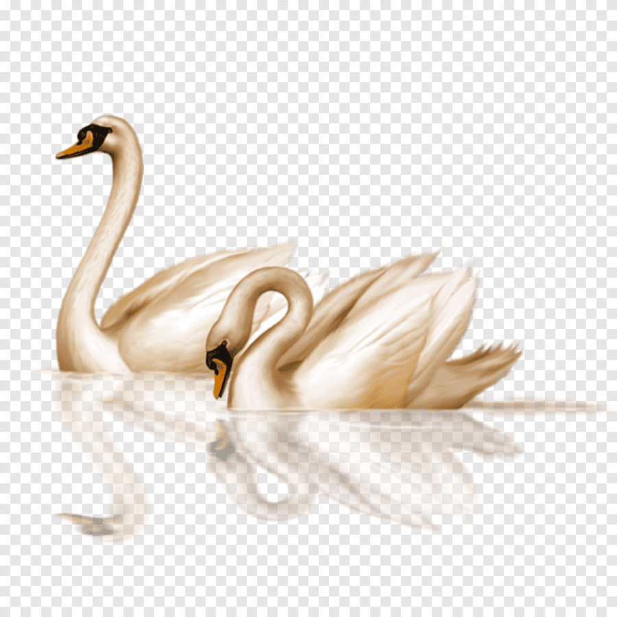 Свадебные лебеди на прозрачном фоне