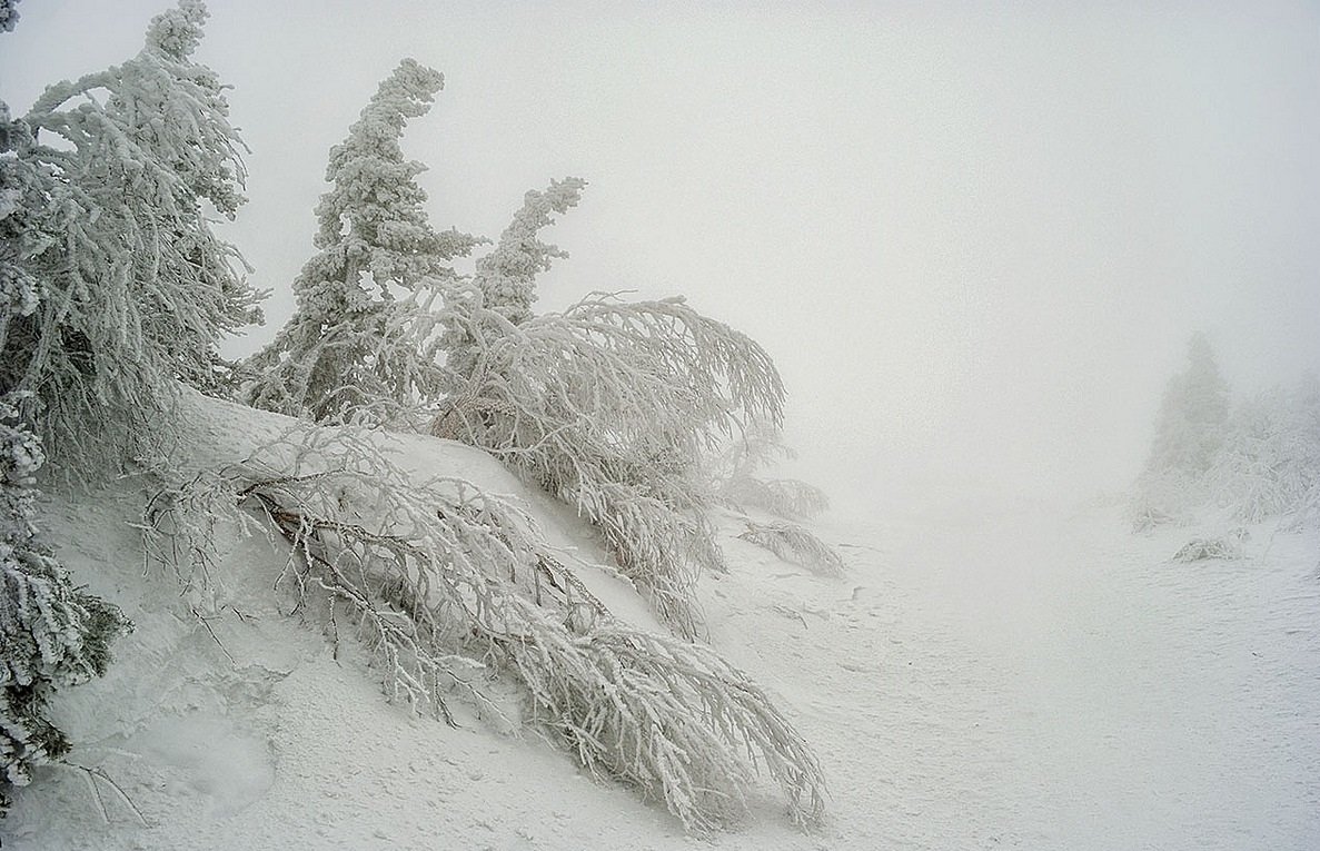 Метель Пурга