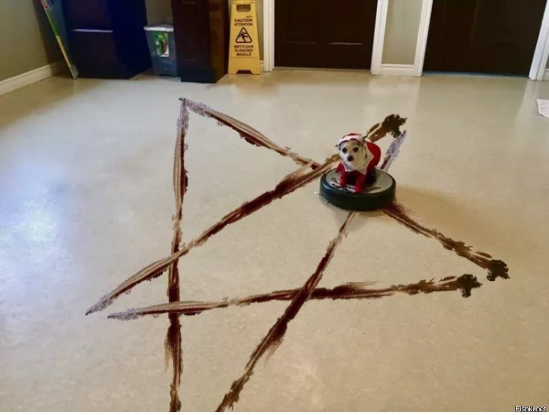 Робот пылесос размазал Собачье