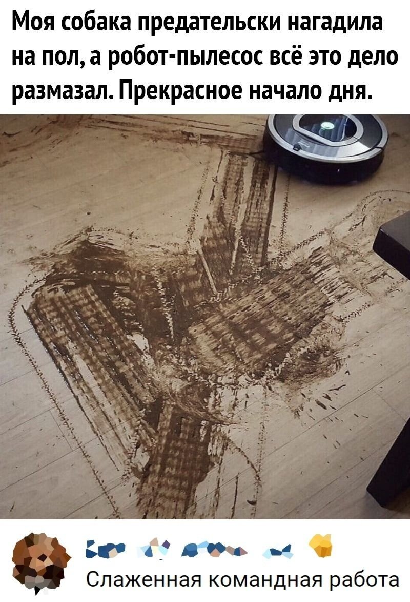 Собака насрала робот пылесос